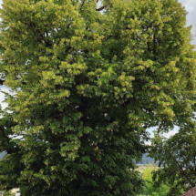 2023-06-27 SIngen_udL09r